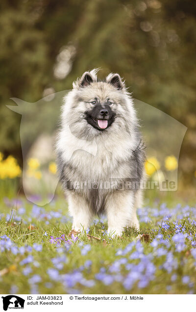 adult Keeshond / JAM-03823