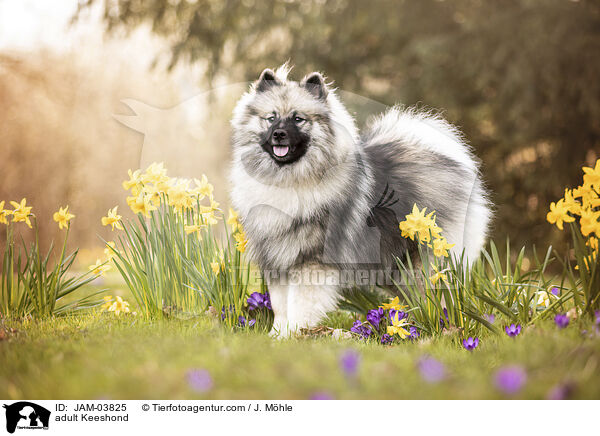 ausgewachsener Wolfsspitz / adult Keeshond / JAM-03825