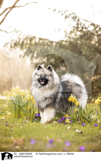 adult Keeshond / JAM-03826