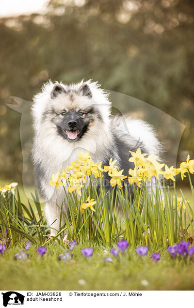 adult Keeshond / JAM-03828