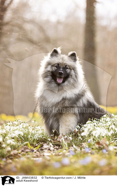 adult Keeshond / JAM-03832