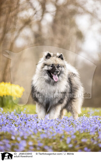 adult Keeshond / JAM-03840
