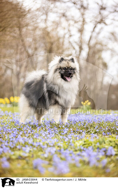 adult Keeshond / JAM-03844