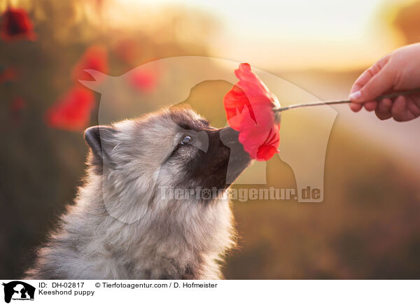 Keeshond puppy / DH-02817
