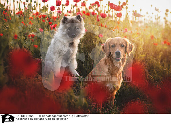 Keeshond puppy and Golden Retriever / DH-03020