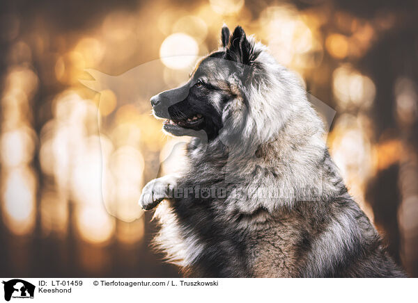 Keeshond / LT-01459