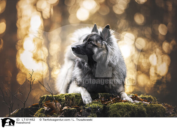 Keeshond / LT-01462