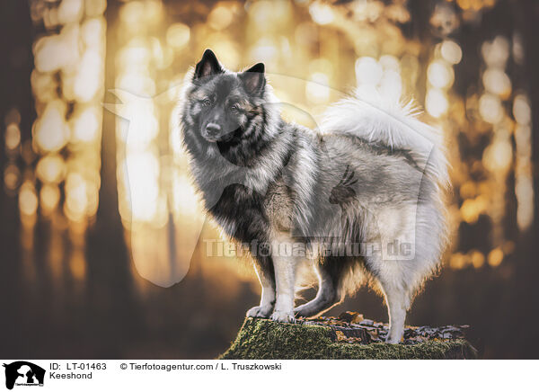 Keeshond / LT-01463