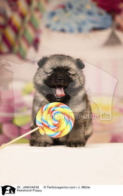 Wolfsspitz Welpe / Keeshond Puppy / JAM-04838