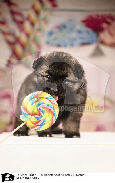 Wolfsspitz Welpe / Keeshond Puppy / JAM-04855