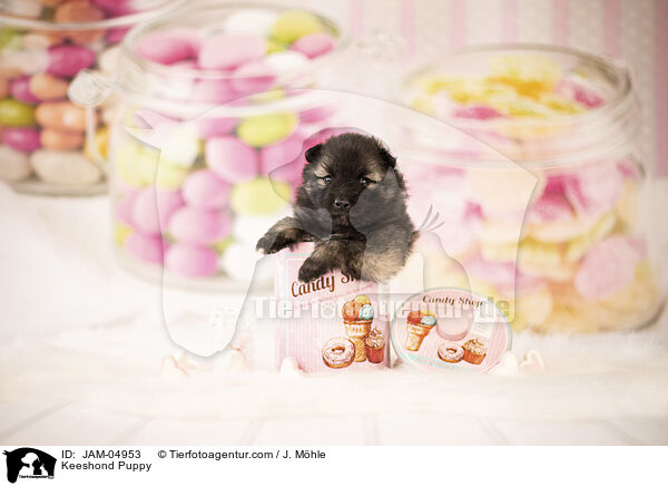 Wolfsspitz Welpe / Keeshond Puppy / JAM-04953