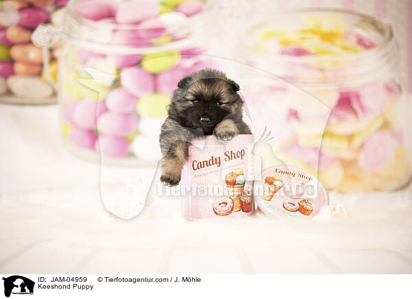 Wolfsspitz Welpe / Keeshond Puppy / JAM-04959