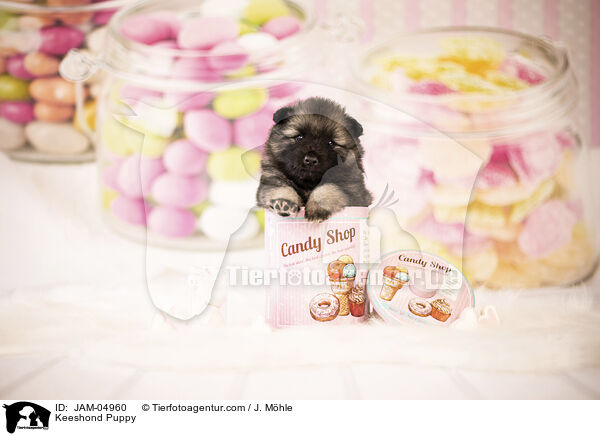 Wolfsspitz Welpe / Keeshond Puppy / JAM-04960