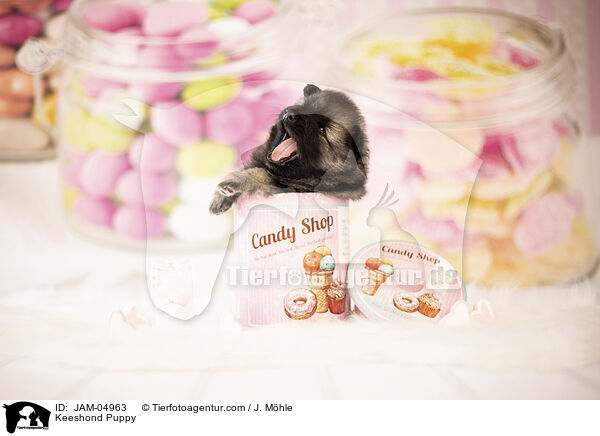 Wolfsspitz Welpe / Keeshond Puppy / JAM-04963
