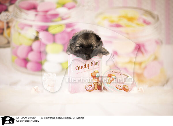 Wolfsspitz Welpe / Keeshond Puppy / JAM-04964