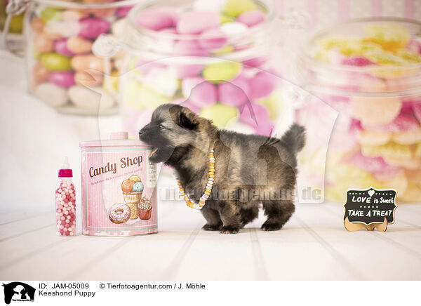 Wolfsspitz Welpe / Keeshond Puppy / JAM-05009