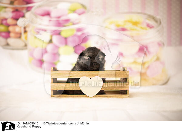 Wolfsspitz Welpe / Keeshond Puppy / JAM-05016