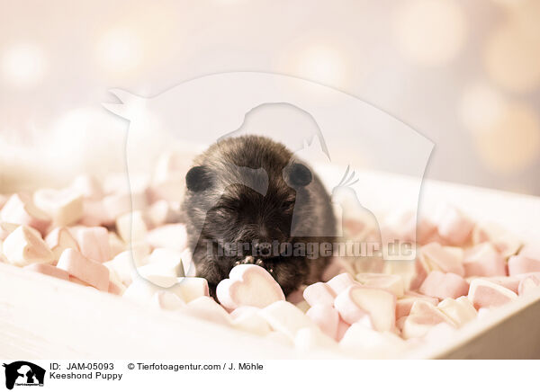 Keeshond Puppy / JAM-05093