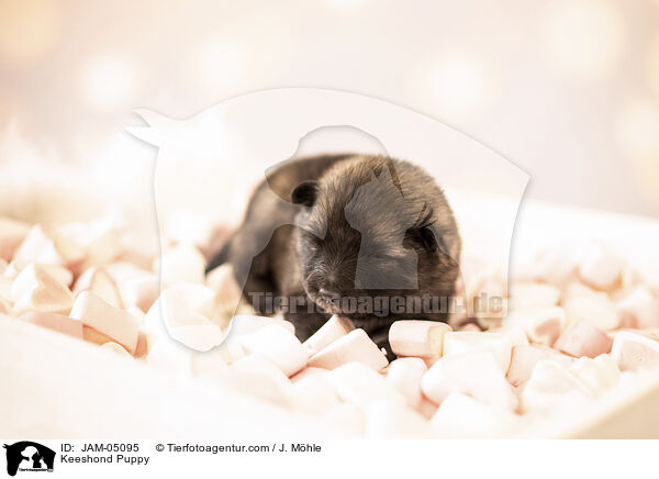 Wolfsspitz Welpe / Keeshond Puppy / JAM-05095