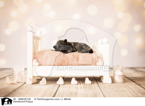 Wolfsspitz Welpe / Keeshond Puppy / JAM-05139