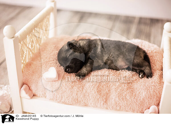 Wolfsspitz Welpe / Keeshond Puppy / JAM-05145
