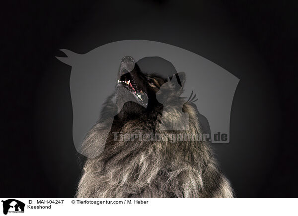 Keeshond / MAH-04247