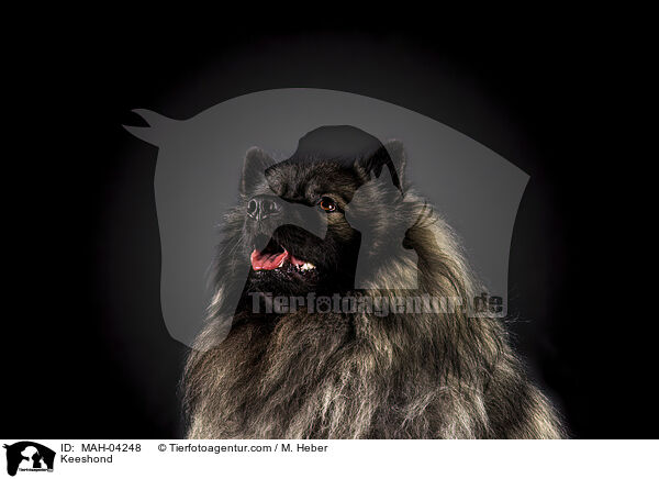 Wolfsspitz / Keeshond / MAH-04248