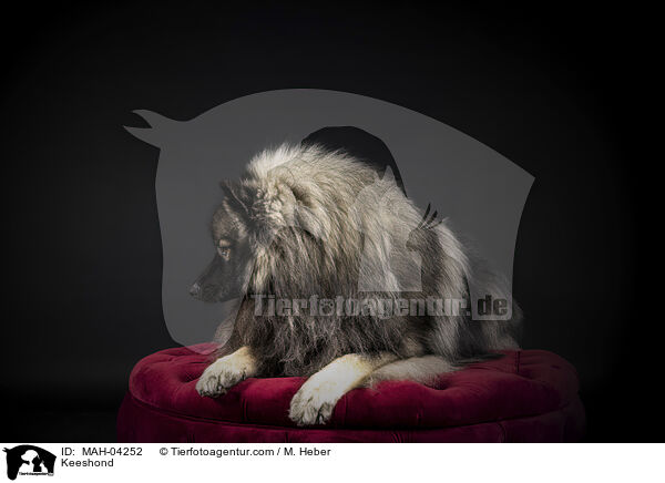 Keeshond / MAH-04252