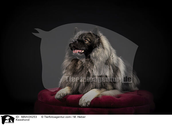 Keeshond / MAH-04253