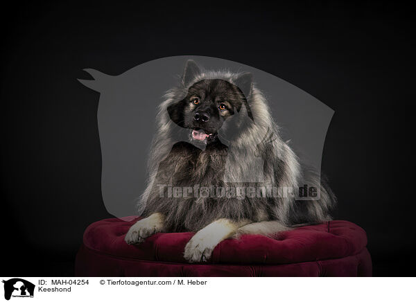 Keeshond / MAH-04254