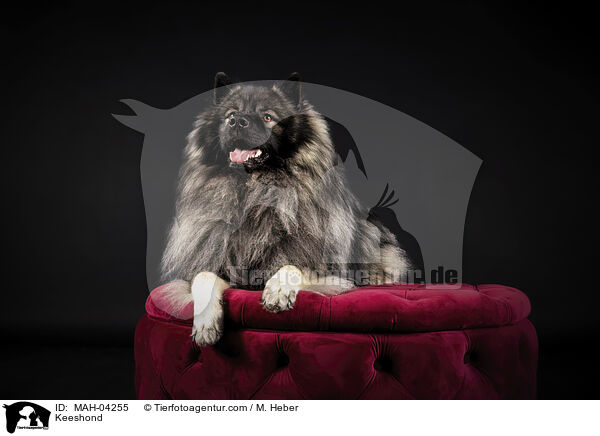 Keeshond / MAH-04255