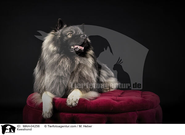 Wolfsspitz / Keeshond / MAH-04256