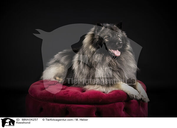 Keeshond / MAH-04257