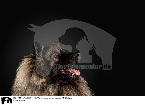Wolfsspitz / Keeshond / MAH-04259