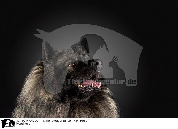 Wolfsspitz / Keeshond / MAH-04260
