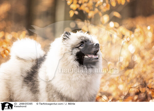 Keeshond / JAM-05395