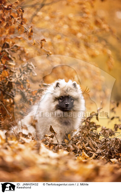Keeshond / JAM-05432