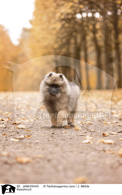 Keeshond / JAM-05440