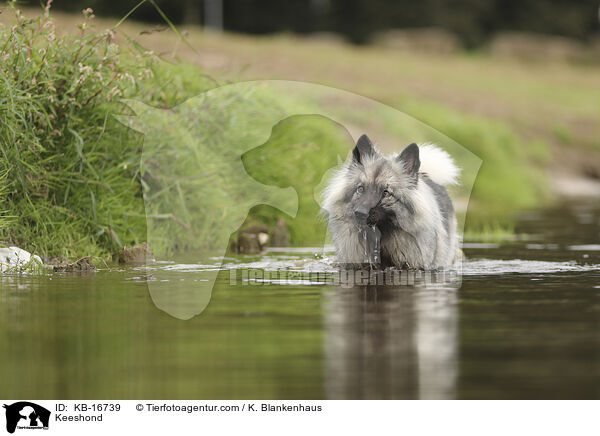 Keeshond / KB-16739