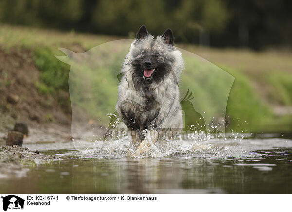 Keeshond / KB-16741