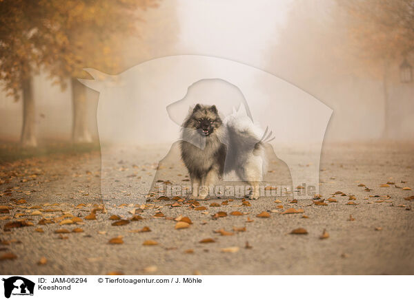 Wolfsspitz / Keeshond / JAM-06294