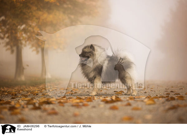 Keeshond / JAM-06296