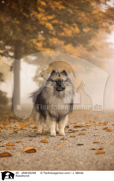 Wolfsspitz / Keeshond / JAM-06298