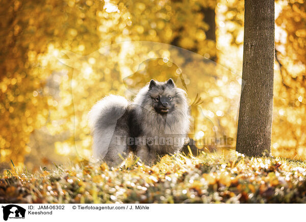 Keeshond / JAM-06302