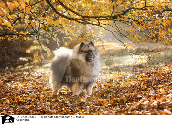 Keeshond / JAM-06303