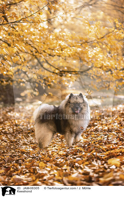 Keeshond / JAM-06305