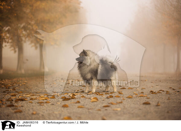 Keeshond / JAM-06316