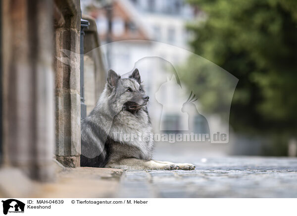 Keeshond / MAH-04639