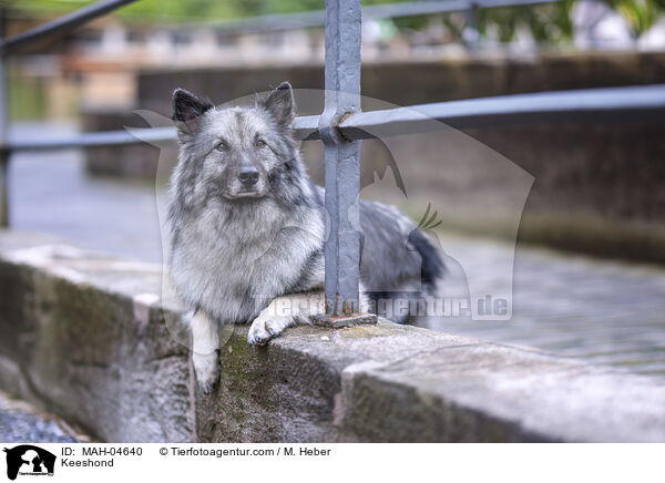Keeshond / MAH-04640