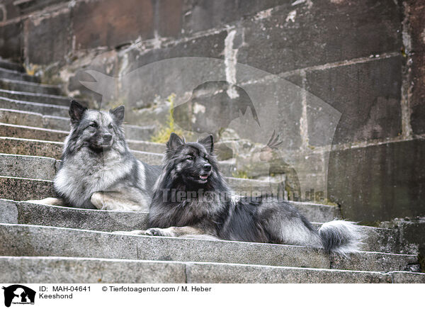 Keeshond / MAH-04641